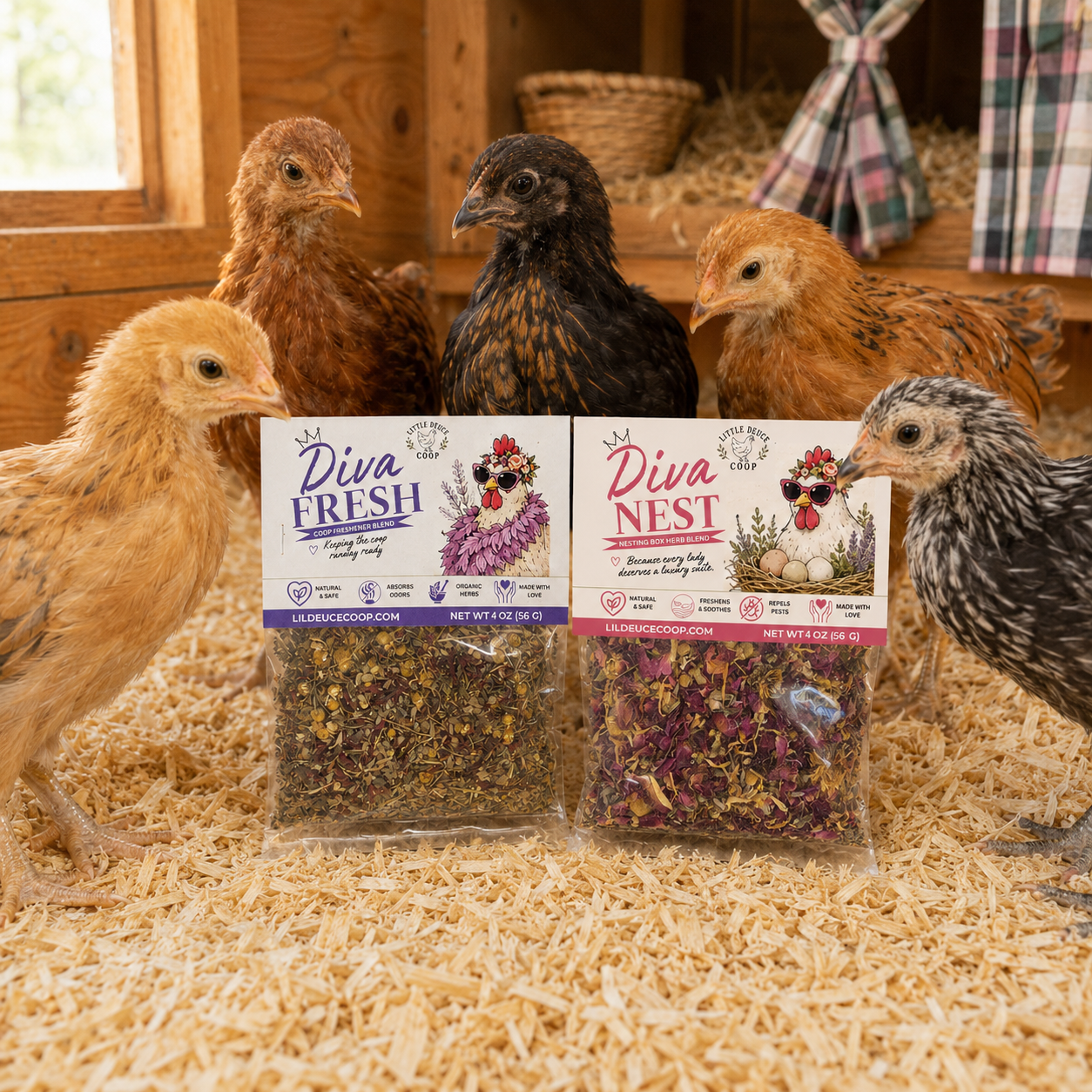 New Diva Chicken Mom (or Dad!)
