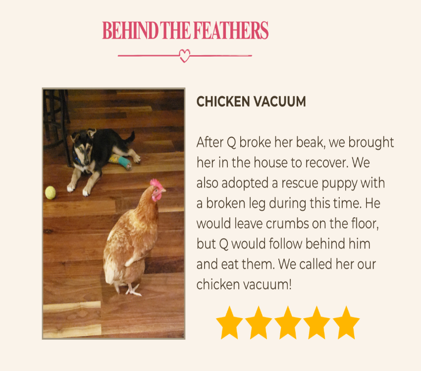 A promotional graphic with the heading 'BEHIND THE FEATHERS' and the title 'CHICKEN VACUUM.' It shows a small inset photo of a black-and-white cat and a brown chicken on a wood floor, plus a block of descriptive text and five yellow stars at the bottom.