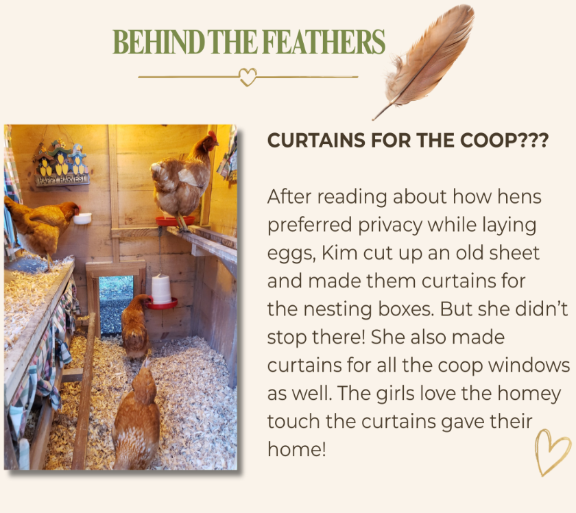 A promotional graphic with the headline 'BEHIND THE FEATHERS' and the text 'CURTAINS FOR THE COOP???' over a photo of chickens inside a wooden coop. The right side includes a short story about Kim making curtains for the coop windows.