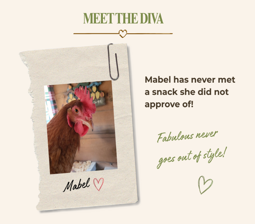 A promotional graphic with a torn paper note pinned on a beige background, showing a photo of a brown hen named Mabel. Text reads 'MEET THE DIVA,' 'Mabel has never met a snack she did not approve of!', and 'Fabulous never goes out of style!' with a small heart.