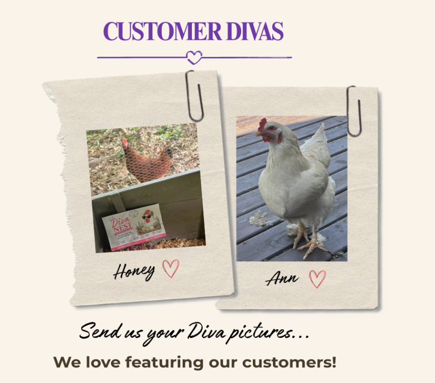 Promotional graphic for 'Customer Divas' featuring two torn paper photo cards clipped together. The left card shows a brown hen and a box with Diva Nest sitting in it; the right card shows a white hen on a wooden deck with the name 'Ann'.