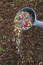 A gray scoop filled with diva fresh organic herbs and botanicals is shown pouring over dark garden soil, with the herbs falling in a stream onto the ground.