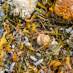 A close-up overhead view of Diva Dust, with dried flowers and small pale buds mixed with green stems.