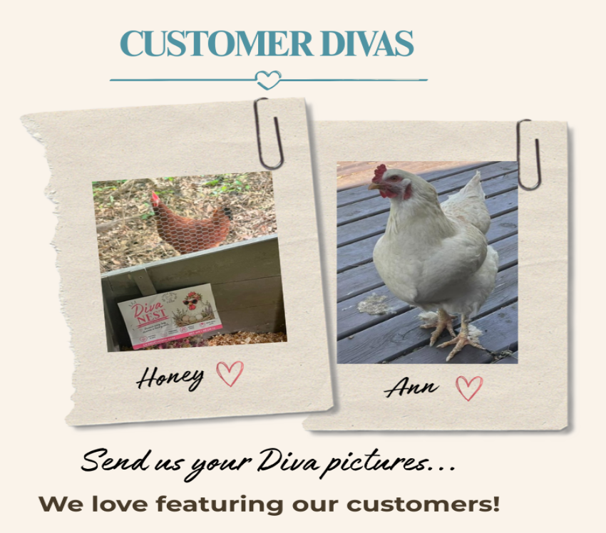 Promotional graphic for 'Customer Divas' showing two torn paper photo cards clipped together. The left card shows a brown chicken near a coop with the name 'Honey' below, and the right card shows a white chicken on wooden decking with the name 'Ann' below.