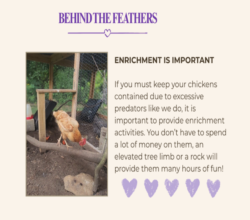 An informational graphic with the heading 'BEHIND THE FEATHERS' and the text 'ENRICHMENT IS IMPORTANT,' featuring a small photo of a chicken in a coop and several lavender heart icons on a light beige background.