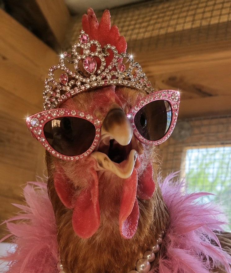 Diva chicken wearing a tiara, sunglasses, and a pink feather boa.