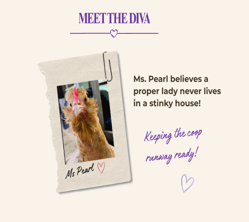 A promotional graphic with the heading 'MEET THE DIVA' and a torn-paper style photo note clipped to the left, showing a fluffy brown chicken labeled 'Ms Pearl.' Text on the right reads, 'Ms. Pearl believes a proper lady never lives in a stinky house!'