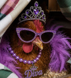 Diva chicken pearl with a crown, sunglasses, necklace and boa
