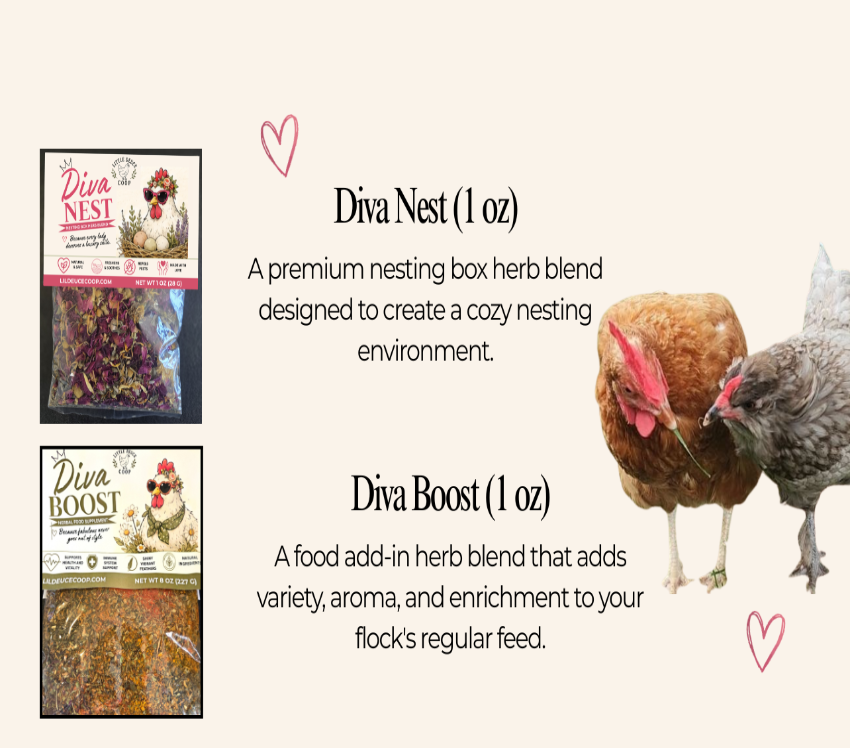 Promotional graphic for Diva Nest and Diva Boost chicken supplements on a light beige background. Two small product packages are shown on the left, with text describing each as 1 oz herb blends, and two live chickens on the right.