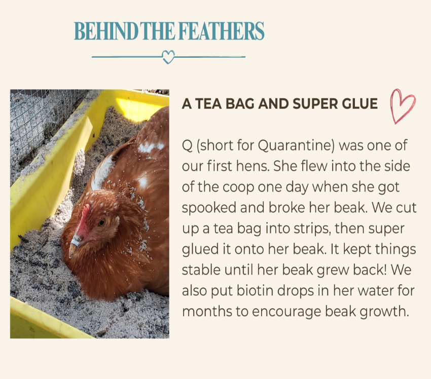 An informational graphic with the headline 'BEHIND THE FEATHERS' and the title 'A TEA BAG AND SUPER GLUE' next to a photo of a brown hen sitting in a yellow coop tray on a light beige background with black text.
