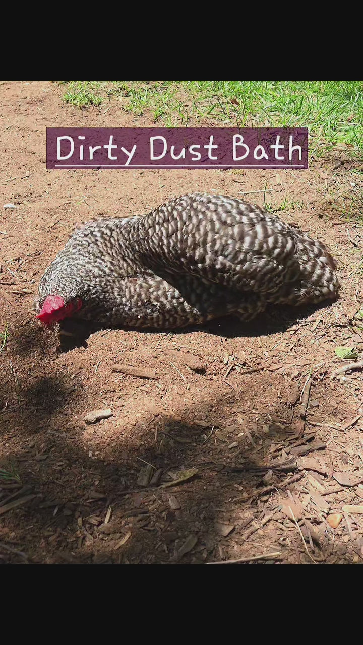 Chickens taking dust baths