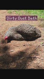 Chickens taking dust baths