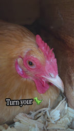 Nesting box herbal blend with Diva Chicken