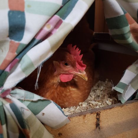 Herbal blend to repel pests, encourage egg production, freshen and create calming environment for hens.